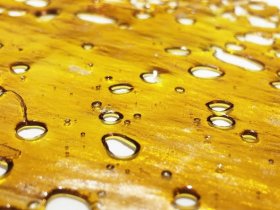 Shatter Concentrates in Canada
