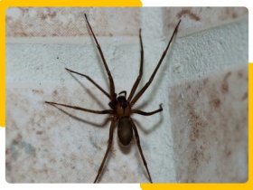 Real Spider Control Adelaide