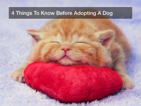 Things To Know Before Adopting A Dog
