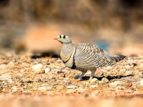 Thirsty Dove