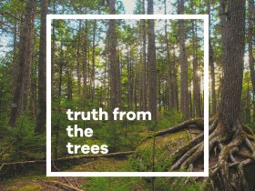 Truth from the Trees
