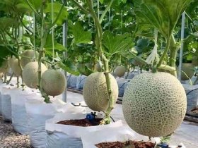 Tutorial Lengkap Menanam Melon Di Polyba