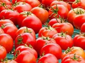 Tutorial Lengkap Menanam Tomat Mawar Org