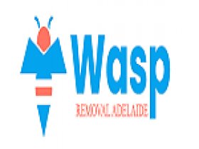 Wasp Removal Adelaide