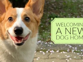 Welcoming a New Dog into Your Home