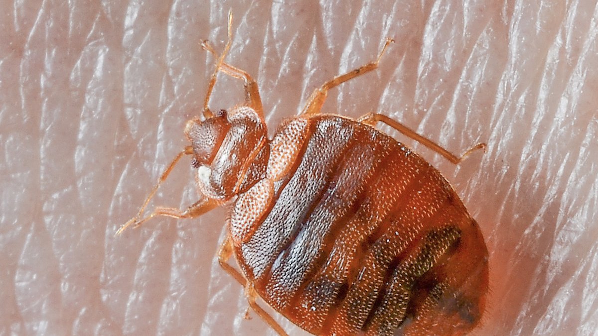 How To Get Rid Of Bedbugs Reddit