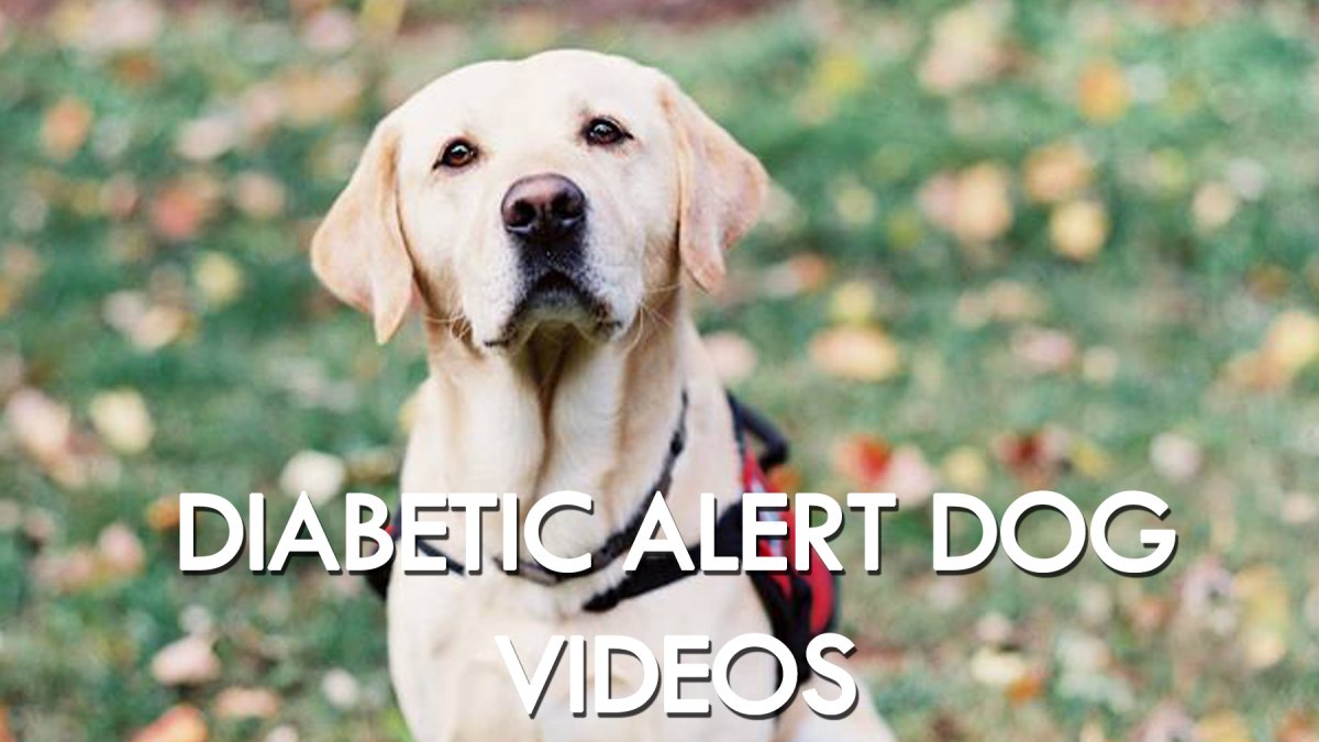 diabetic-alert-dog-testimony-and-action