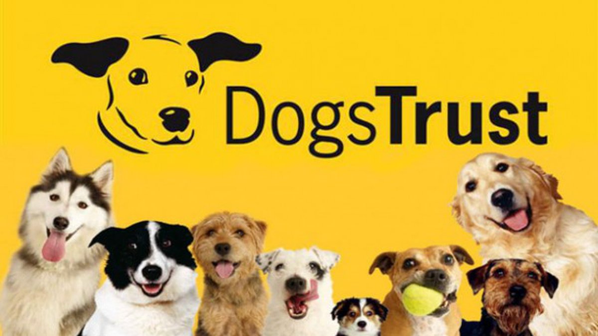 teddy dogs trust